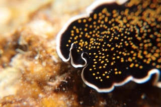 「ヨイミヤミノヒラムシ(ティサノゾーン・ニグロパピローサム)」のサムネイル画像