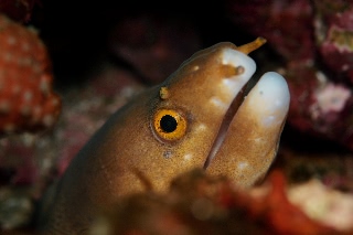 「ウツボの仲間」のサムネイル画像