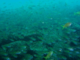 「ネンブツダイ」のサムネイル画像