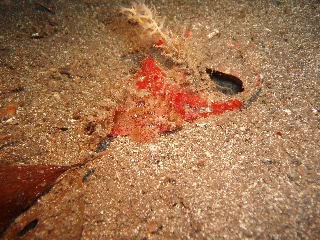 「カサゴの仲間」のサムネイル画像