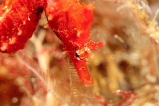 「ハナタツ」のサムネイル画像