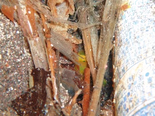 「ミジンベニハゼ」のサムネイル画像