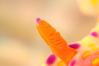 「ニシキウミウシ」のサムネイル画像