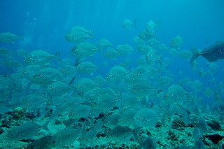 「インドオキアジ」のサムネイル画像