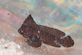 「ハダカハオコゼ」のサムネイル画像