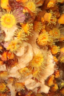 「ムツサンゴ」のサムネイル画像