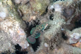 「ピクチャ－ドラゴネット(picture dragonet)」のサムネイル画像