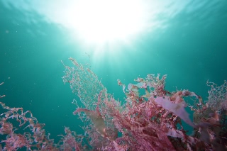 「アヤニシキ」のサムネイル画像