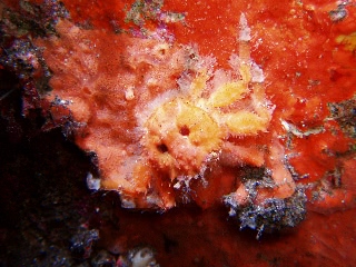 「カニの仲間」のサムネイル画像