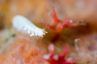 「ヨコエビの仲間」のサムネイル画像