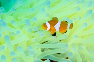 「カクレクマノミ(Western Clown Anemonefish)」のサムネイル画像
