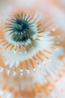 「イバラカンザシ(Christmas tree worm)」のサムネイル画像