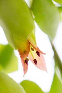 「セイロンベンケイ(はからめ,葉から芽,マザーリーフ)」のサムネイル画像