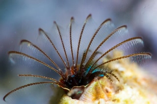 「フジツボの仲間」のサムネイル画像