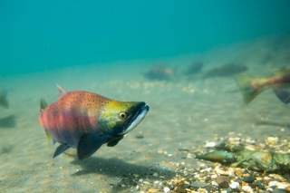 「ヒメマス」のサムネイル画像