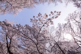 「ソメイヨシノ(染井吉野)」のサムネイル画像