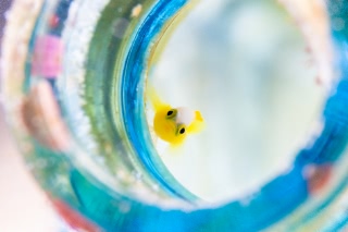 「ナカモトイロワケハゼ」のサムネイル画像