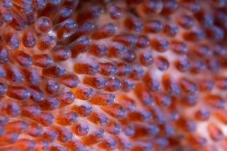 「クマノミ(Anemonefish)」のサムネイル画像