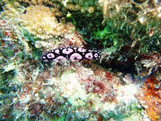 「フィリディエラ・アンヌラータ」のサムネイル画像