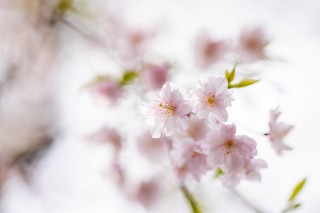「ヤエシダレザクラ(八重しだれ桜)」のサムネイル画像