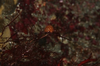 「トゲトゲウミウシ」のサムネイル画像