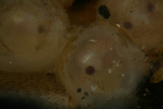 「ダンゴイカ」のサムネイル画像