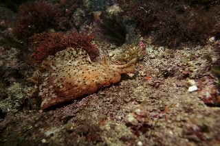 「アメフラシ」のサムネイル画像