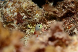 「ハタタテハゼ(Red fire Goby)」のサムネイル画像