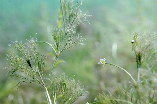 「チトセバイカモ」のサムネイル画像
