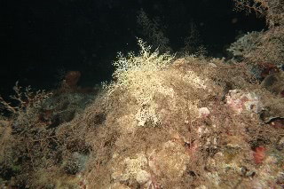 「テヅルモヅル」のサムネイル画像