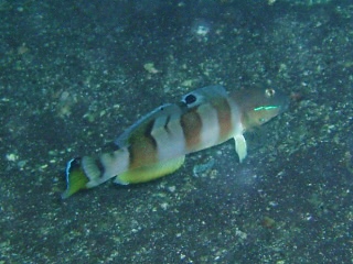 「ササハゼ」のサムネイル画像