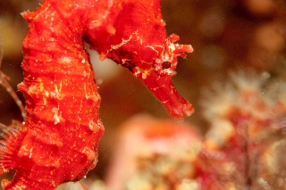 「ハナタツ」のサムネイル画像