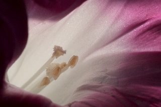 「暁の紅」のサムネイル画像