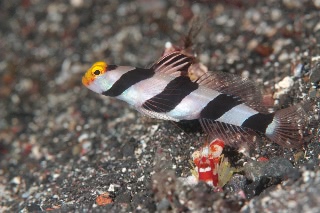 「ネジリンボウ(Yellownose shrimp goby)」のサムネイル画像