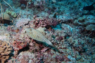 「ソウシハギ」のサムネイル画像