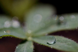 「ルーピン（ルピナス）・ラッセル・ミックス(Lupin)」のサムネイル画像