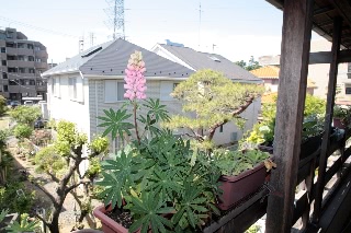 「ルーピン(ルピナス)・ラッセル・ミックス(Lupin)」のサムネイル画像