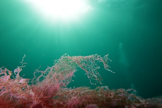 「アヤニシキ」のサムネイル画像