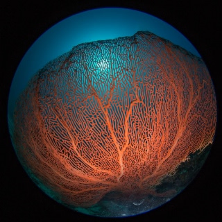 「無題」のサムネイル画像