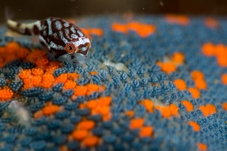 「ホテイウオ(ゴッコ)」のサムネイル画像