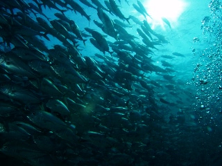 「ギンガメアジ(Bigeye trevally)」のサムネイル画像