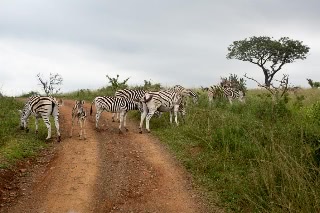 「サバンナシマウマ(Plains zebra)」のサムネイル画像