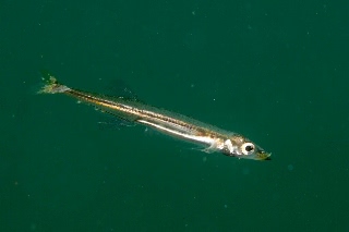 「無題」のサムネイル画像