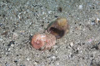 「ハダカホンヤドカリ」のサムネイル画像