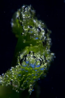 「ヒトエグサ」のサムネイル画像