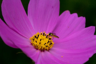 「コスモス」のサムネイル画像