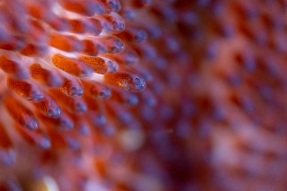 「クマノミ(Anemonefish)」のサムネイル画像