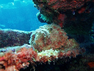 「オニダルマオコゼ」のサムネイル画像