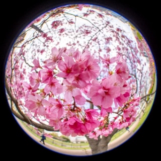 「ヨウコウザクラ(陽光桜)」のサムネイル画像