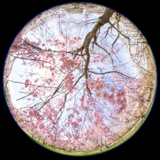 「ヤエザクラ」のサムネイル画像